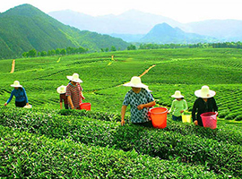 茶叶种植基地